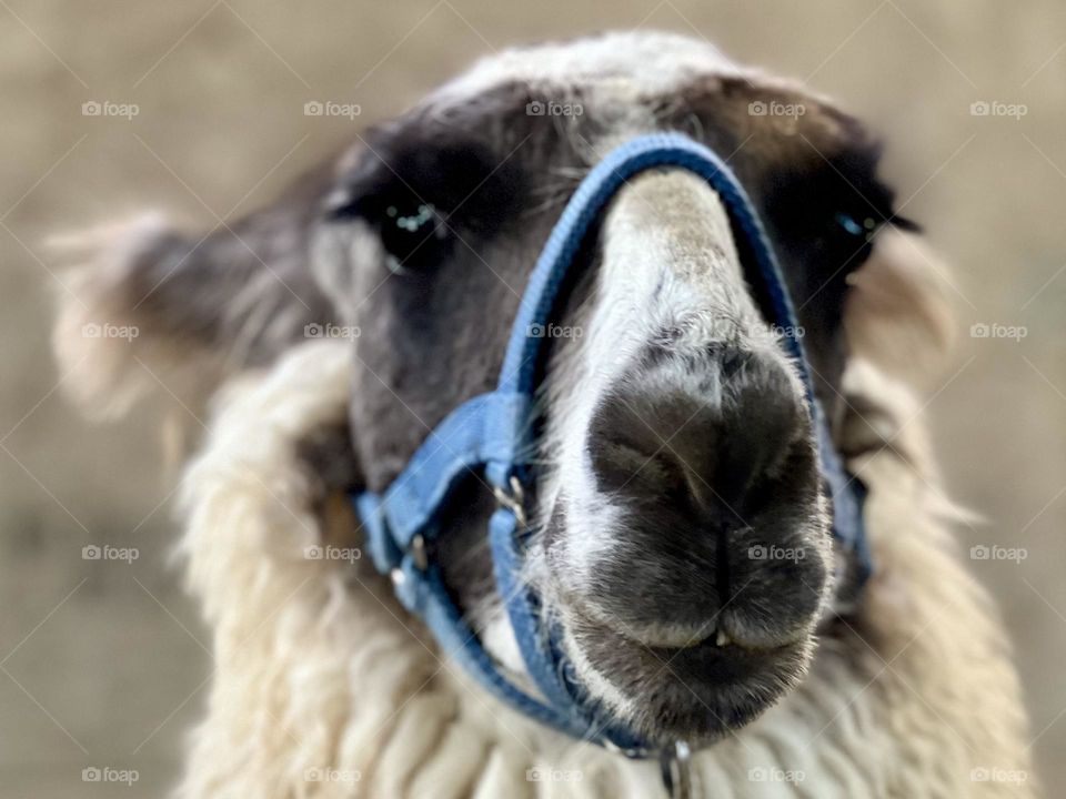 Llama