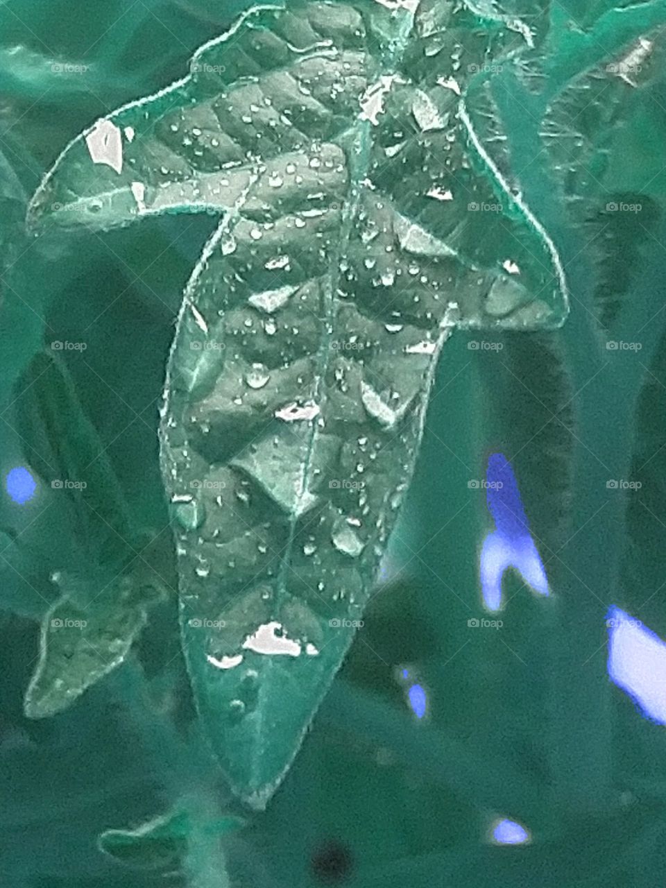 Dew on green leaf.