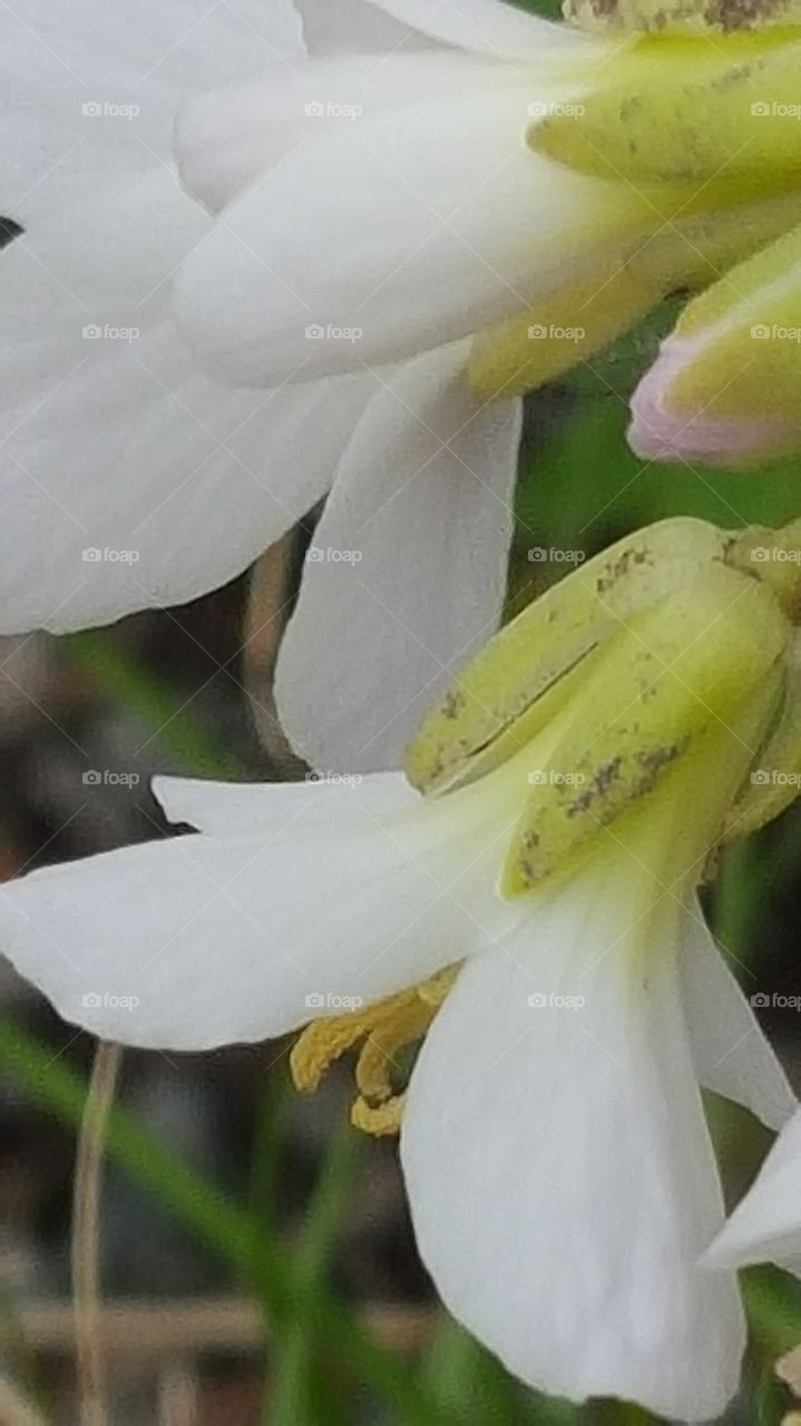 flower buds