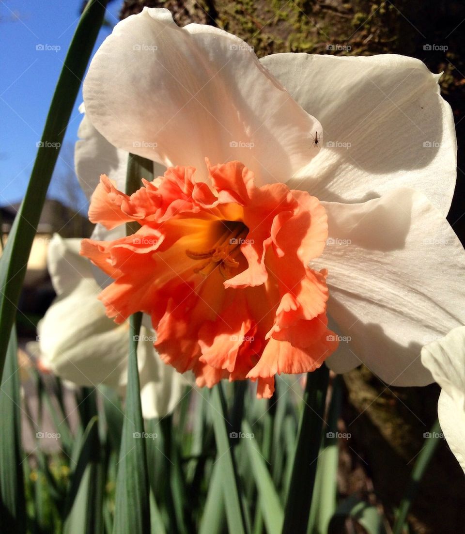 Orange daffodil