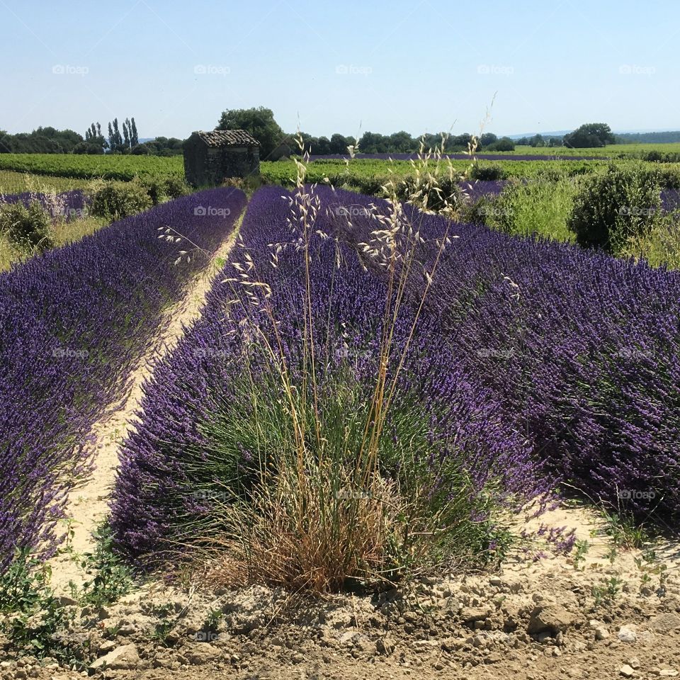 Lavender fields