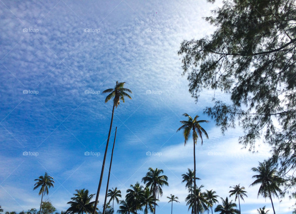 Cloudy sky  with tall coconut tree near beach 