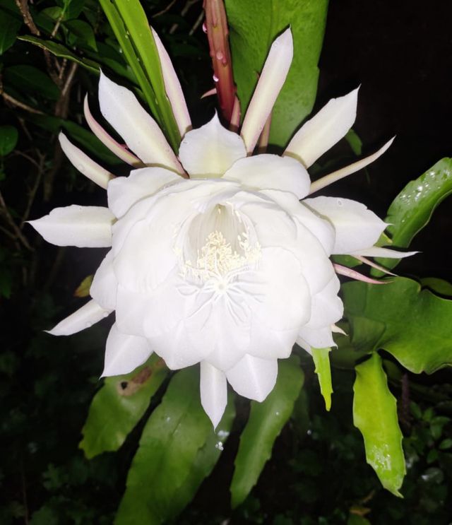 Brahama Kamal #Natural_Picture #Foap