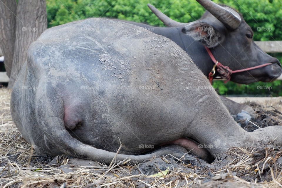 Thai buffaloes are tied to a wooden pole. The ground had straw for eating and sleeping.