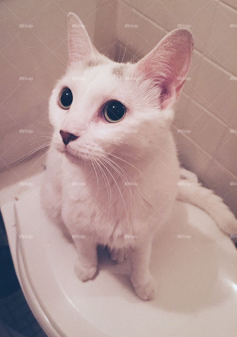 Cute white cat sitting and staring on a bathroom 