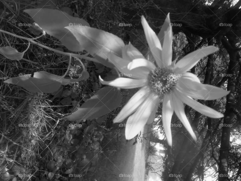Black and white daisy