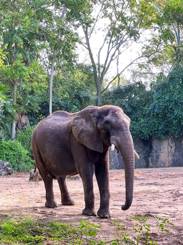 Elephant 🐘 