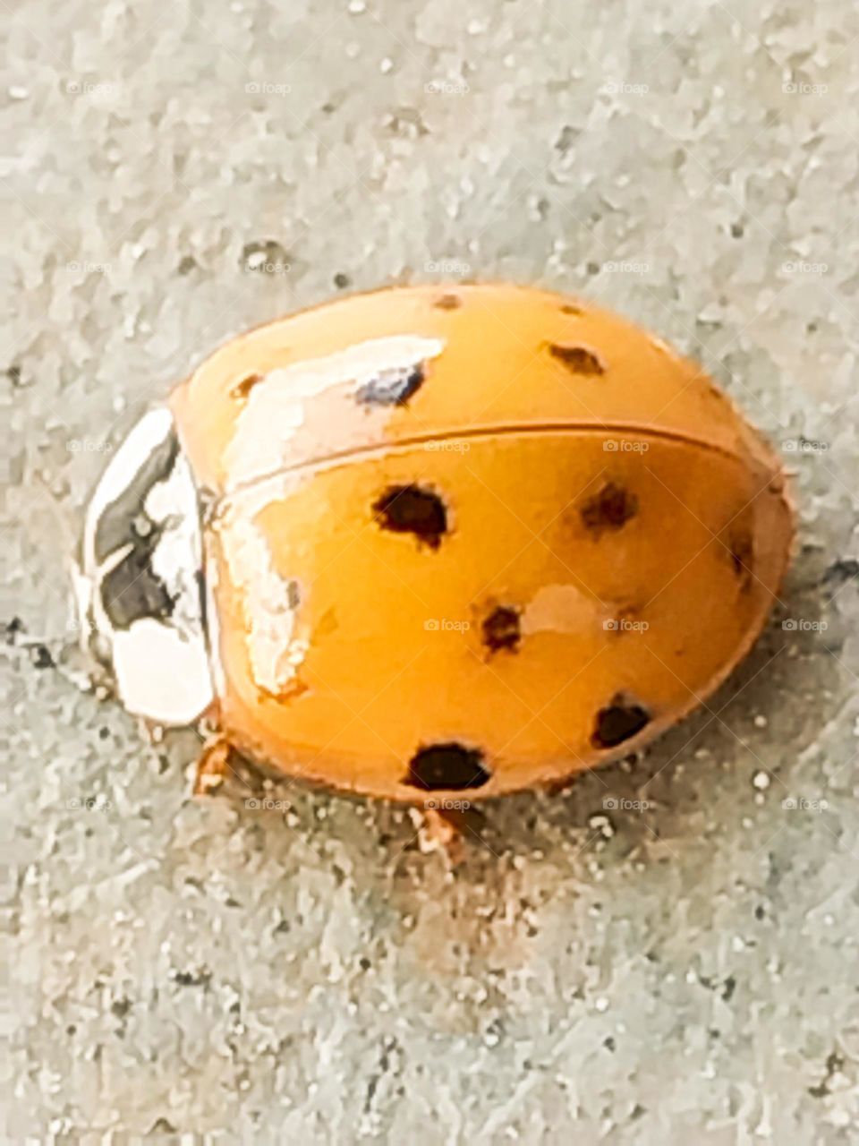 cute ladybug