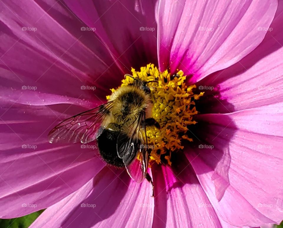 a bumblebee on collecting pollen from a pink cosmos flower