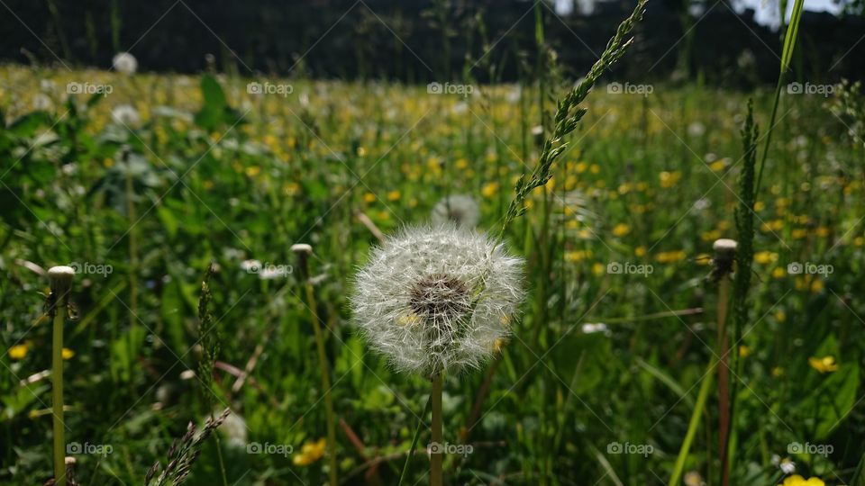 dandelion, flowers, green grass outdoors, Italian territory and places