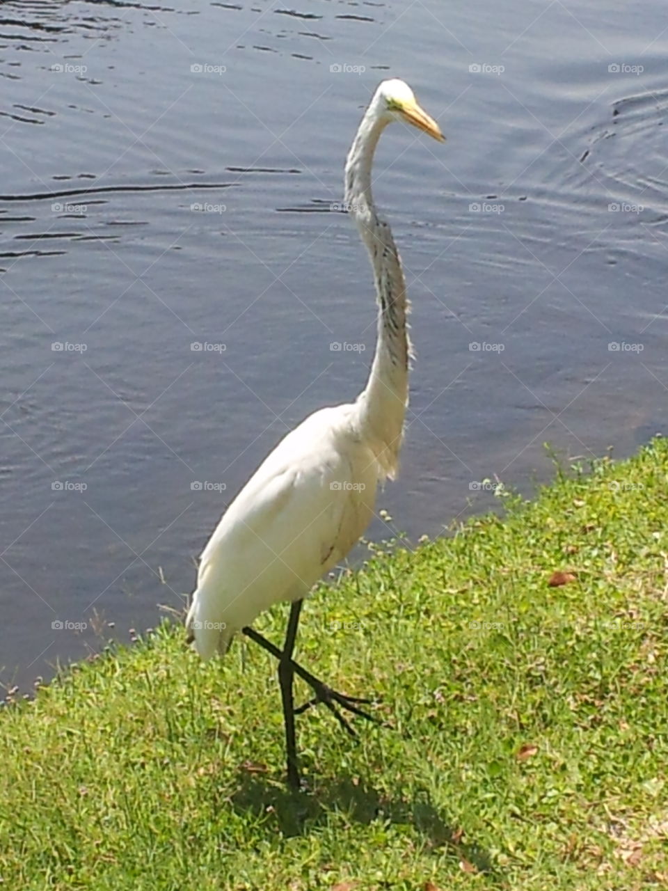 Florida Bird