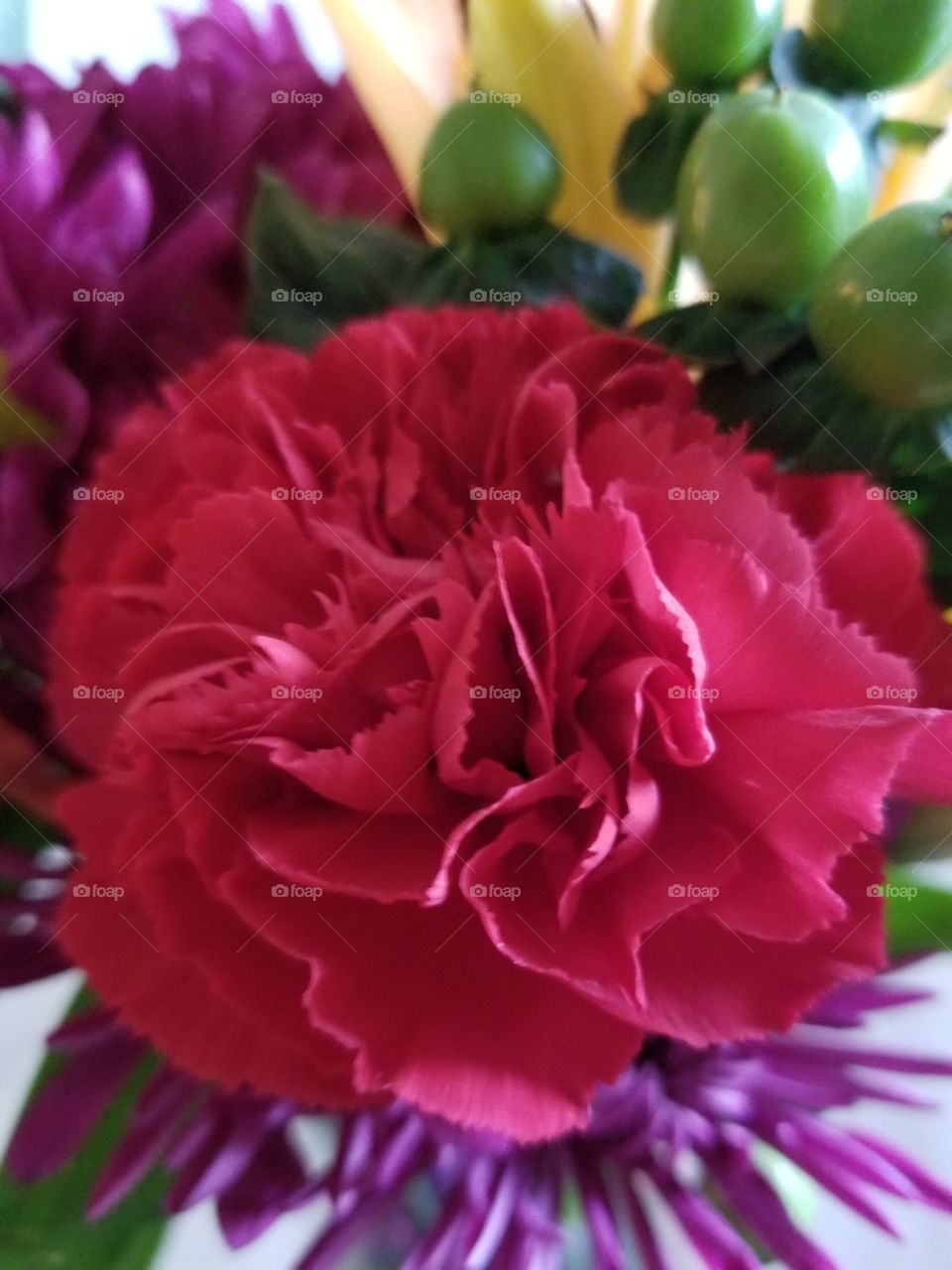 valentines red carnation