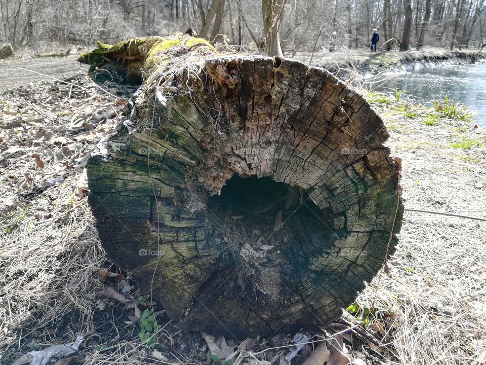 The cut end of a log on a hiking trail