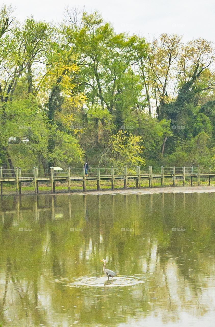 Peaceful pond