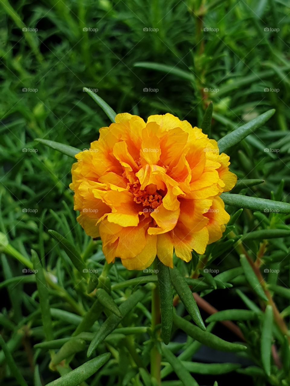 the portulaca grandiflora