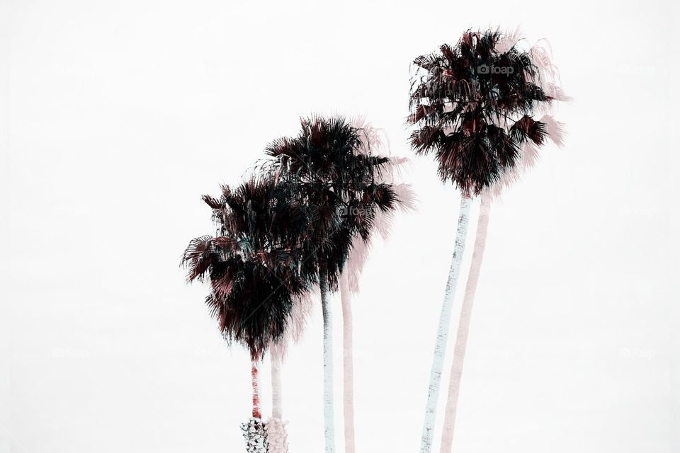 Double exposure Palm Trees