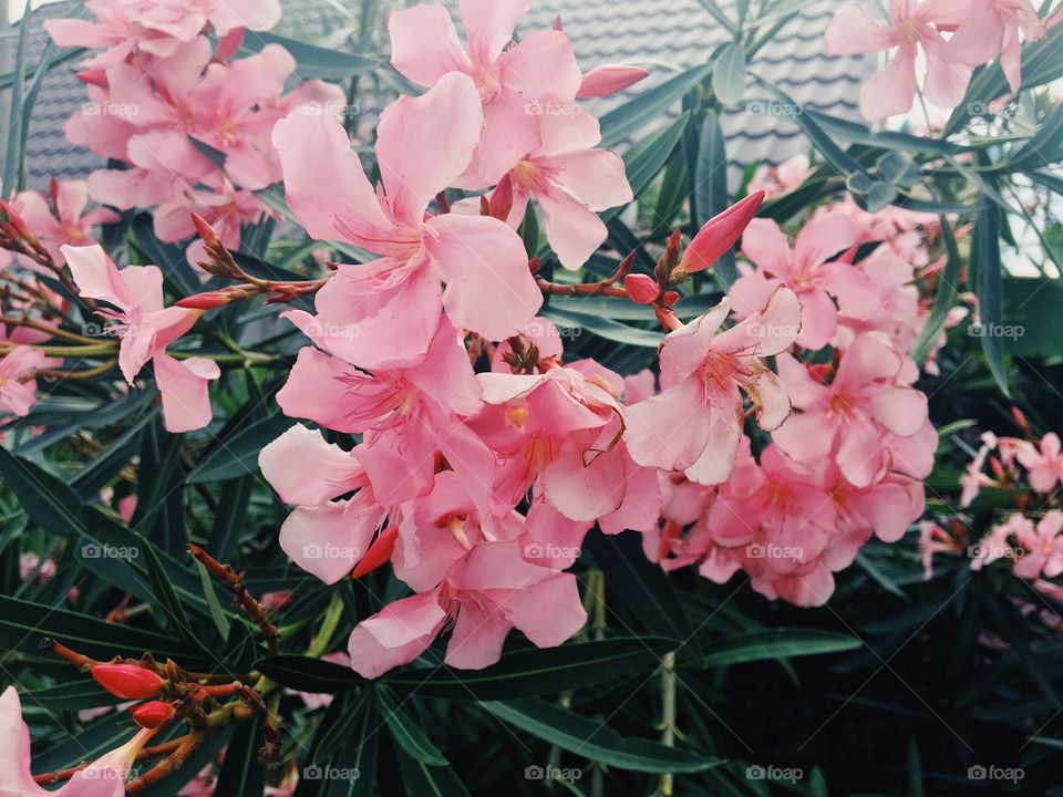 Pink flowers