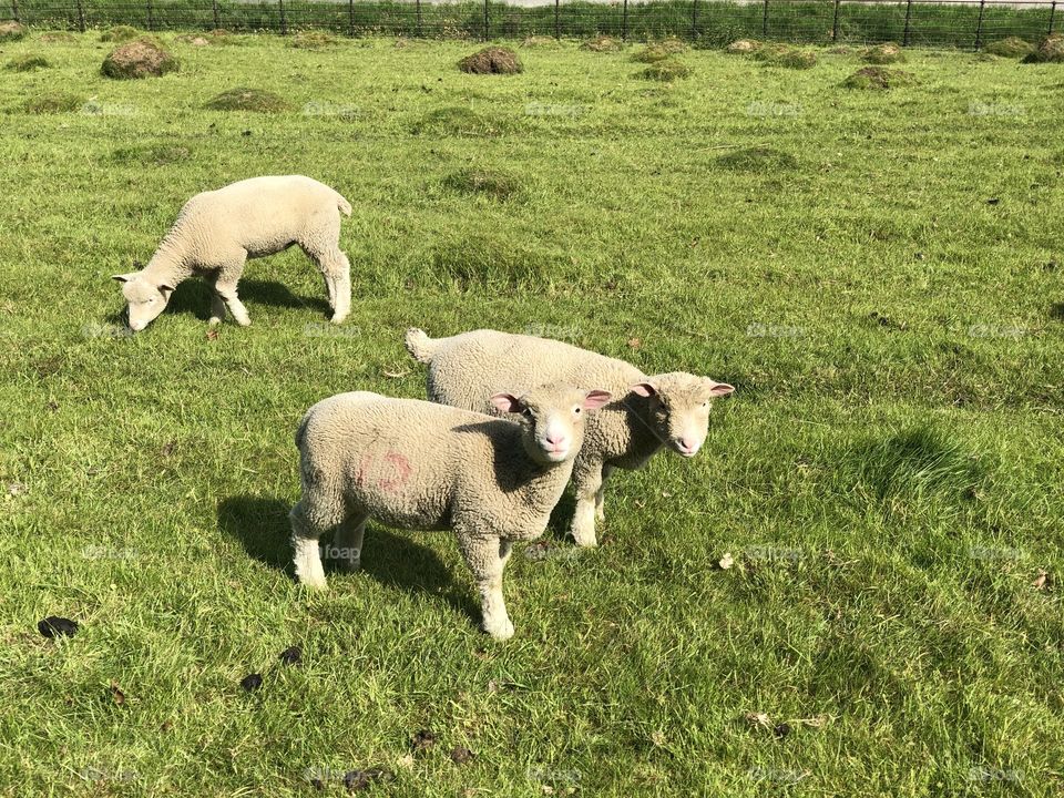 This is some sheep at my local farm , baby lambs looking rather confused but nice spring morning.