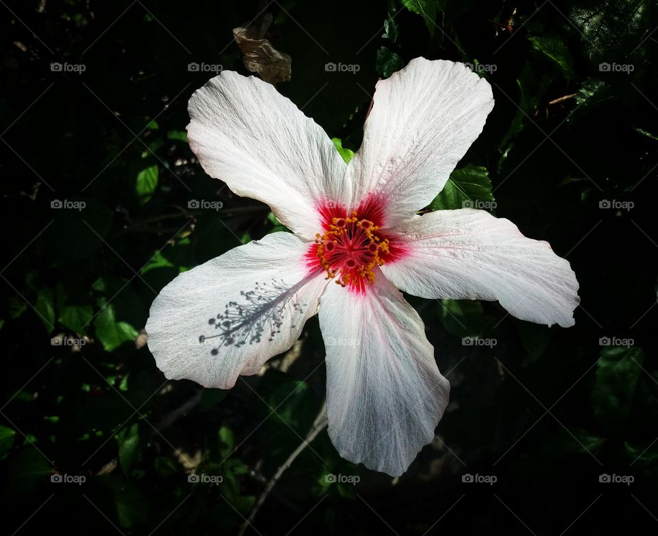 Shadow on a flower petal!