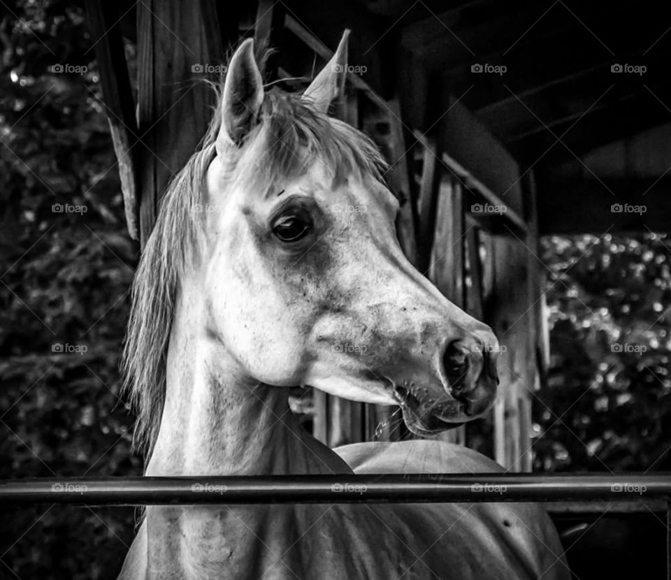 Black and white of Straight Egyptian Arabian mare