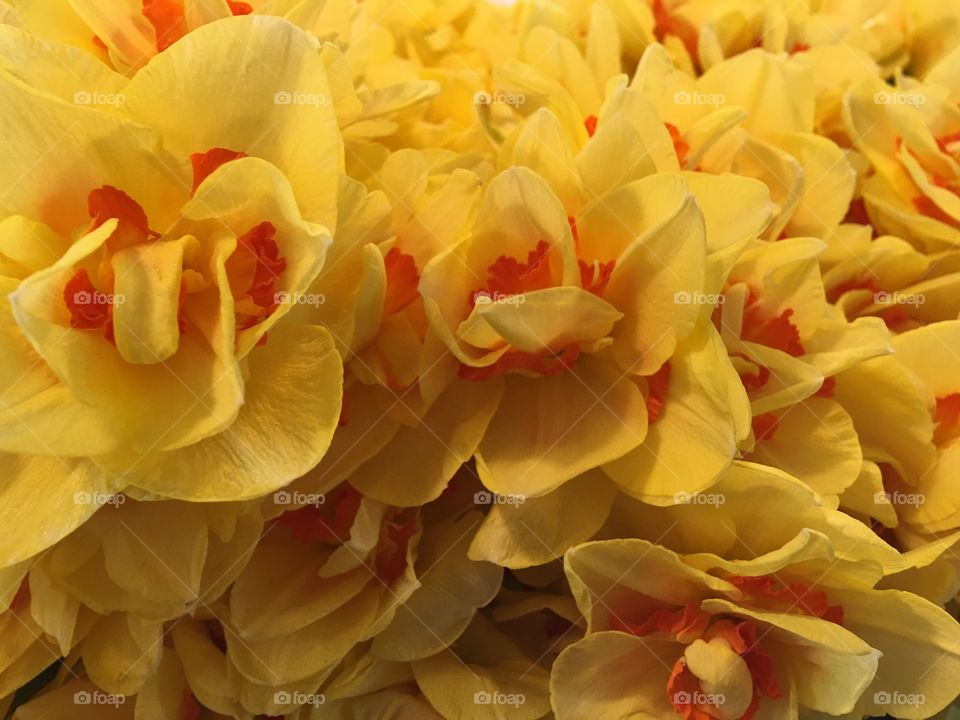 Full frame of daffodils in bloom