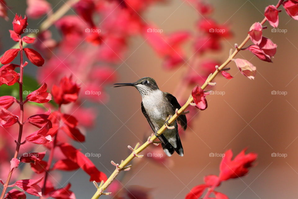 humminbird resting on the red salvia flower