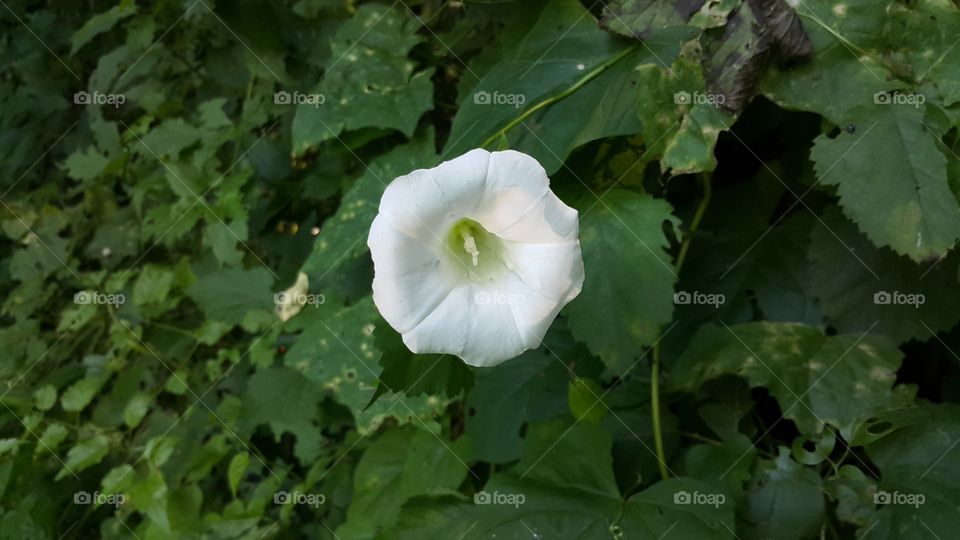 campanula flower italy