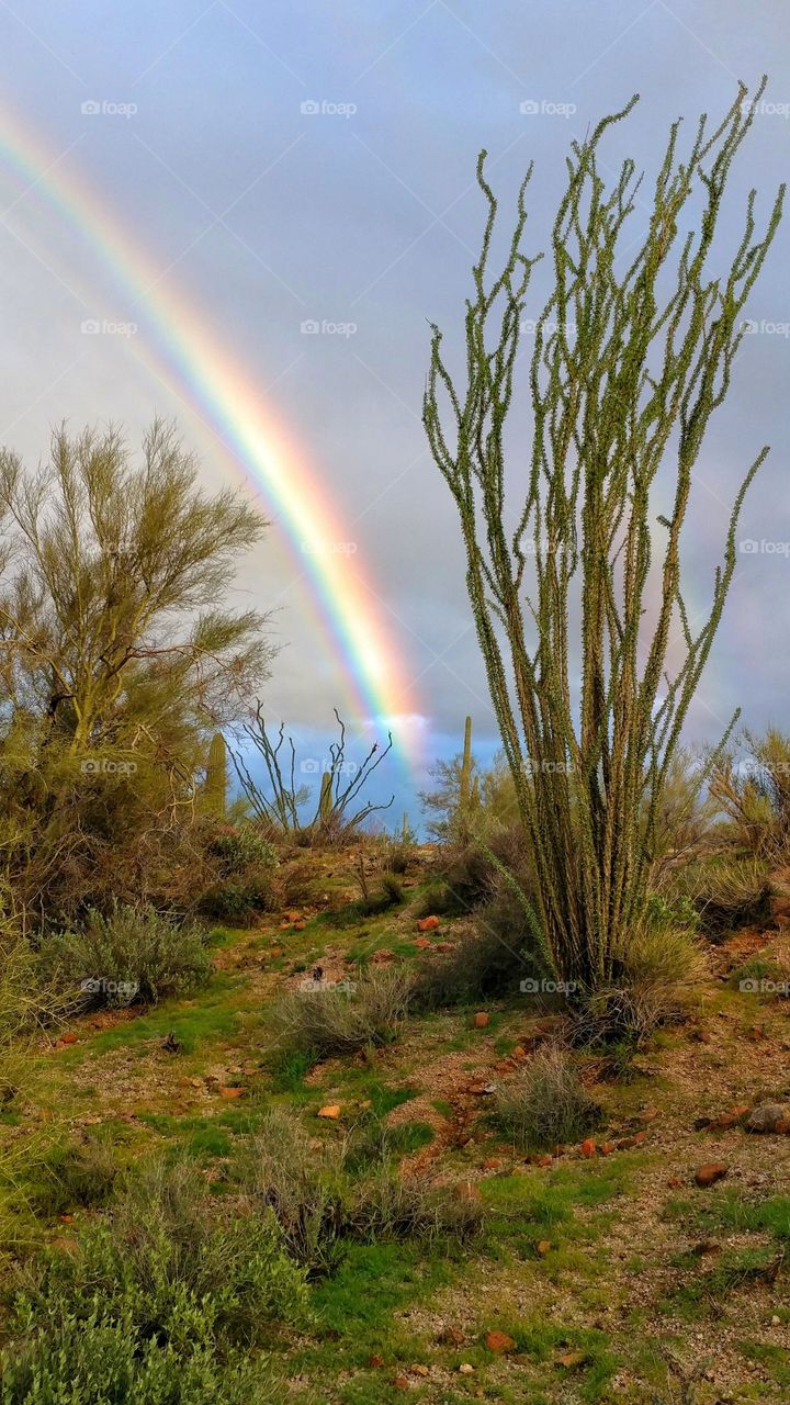 Quit beauty after the desert rain ignites a mesmerizing rainbow to touch the desert floor.