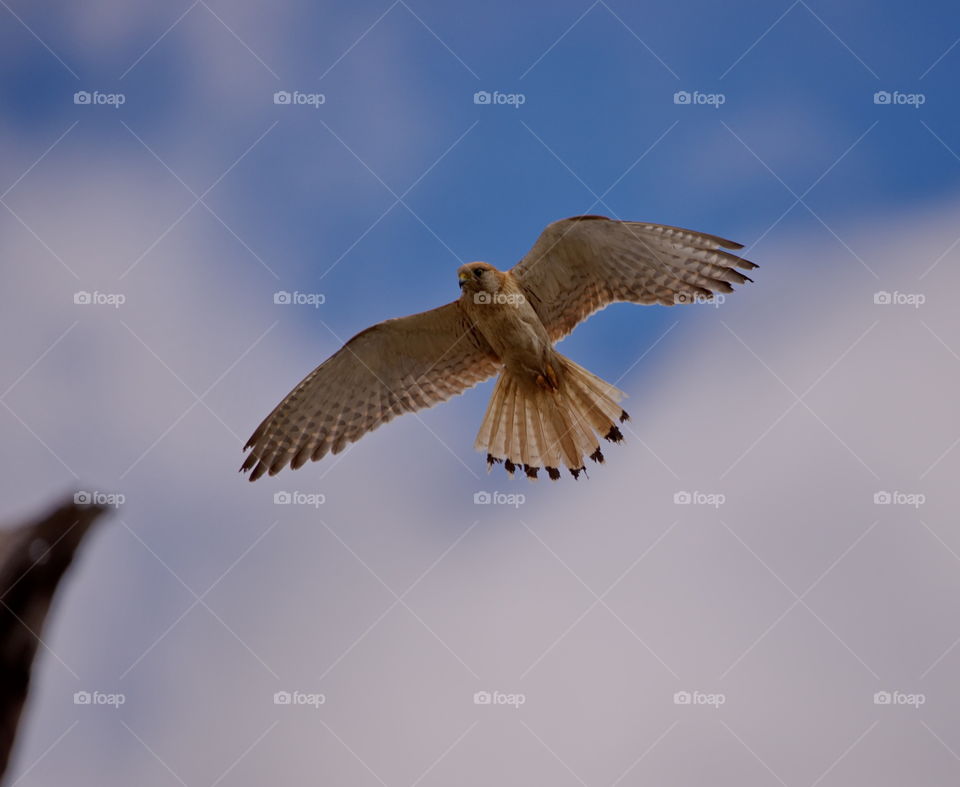 Nankeen Kestrel about