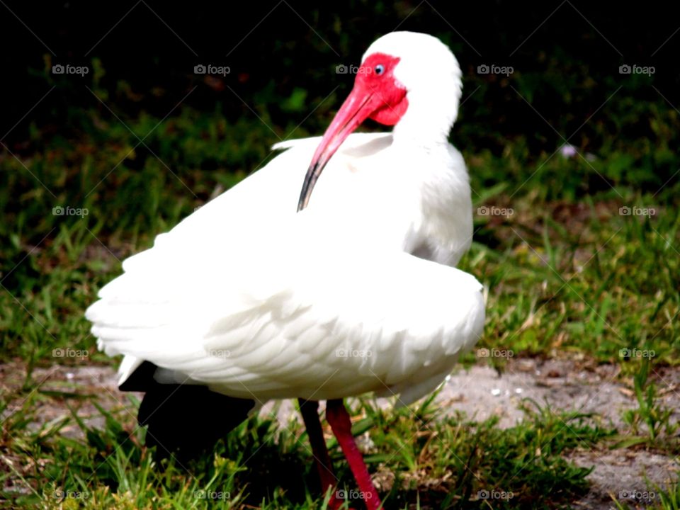 I love the birds I see, here in Rockledge, Florida. Pretty much all of the Space Coast has great birds to admire, like this Ibis. I just love their look, no mattet the color of their beak or feathers.