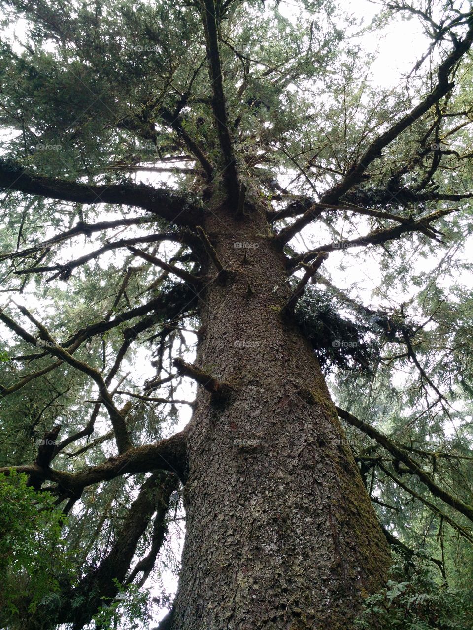 Tall trees. California