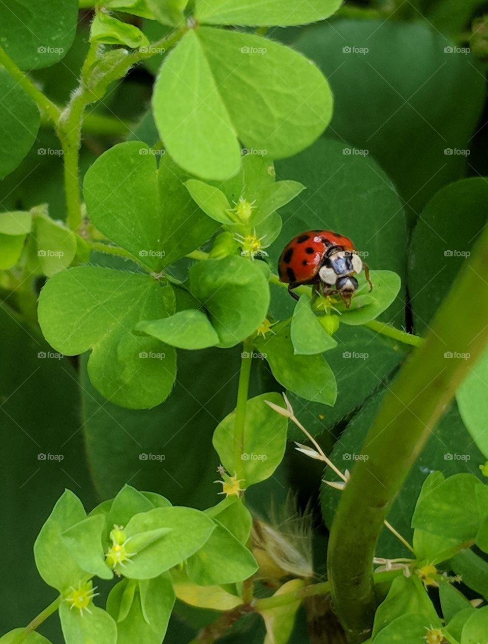 Ladybug on a Plant