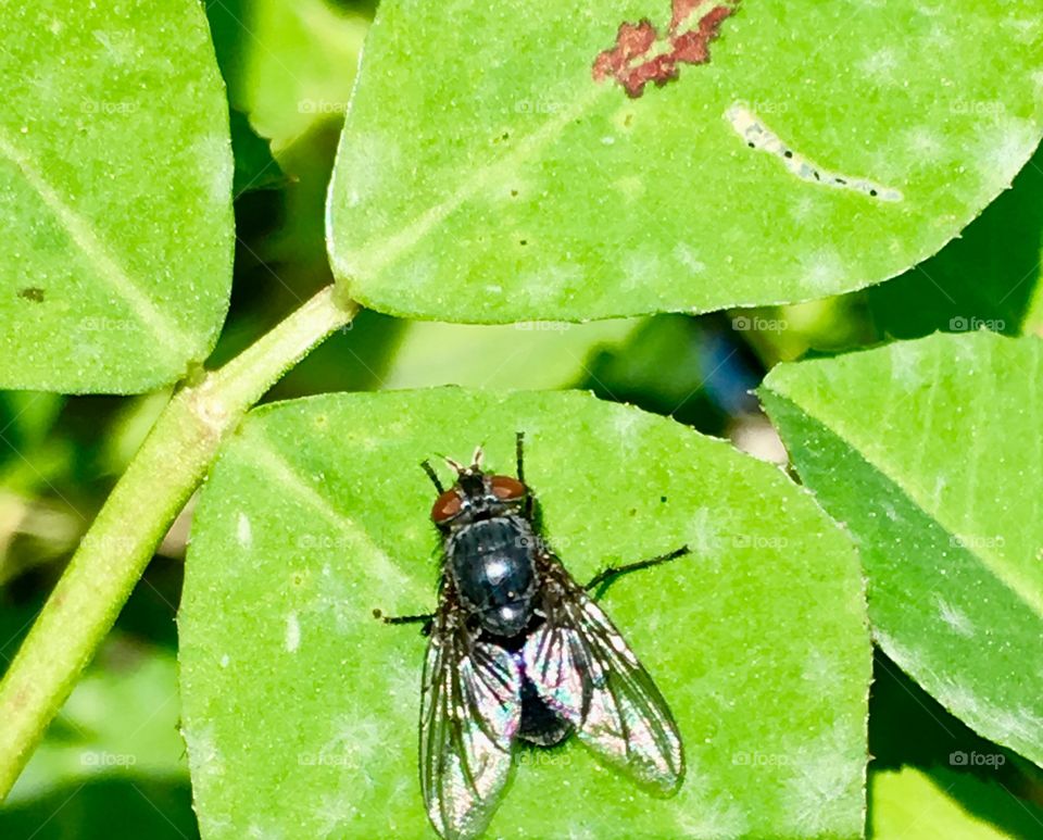 Fly on leaf