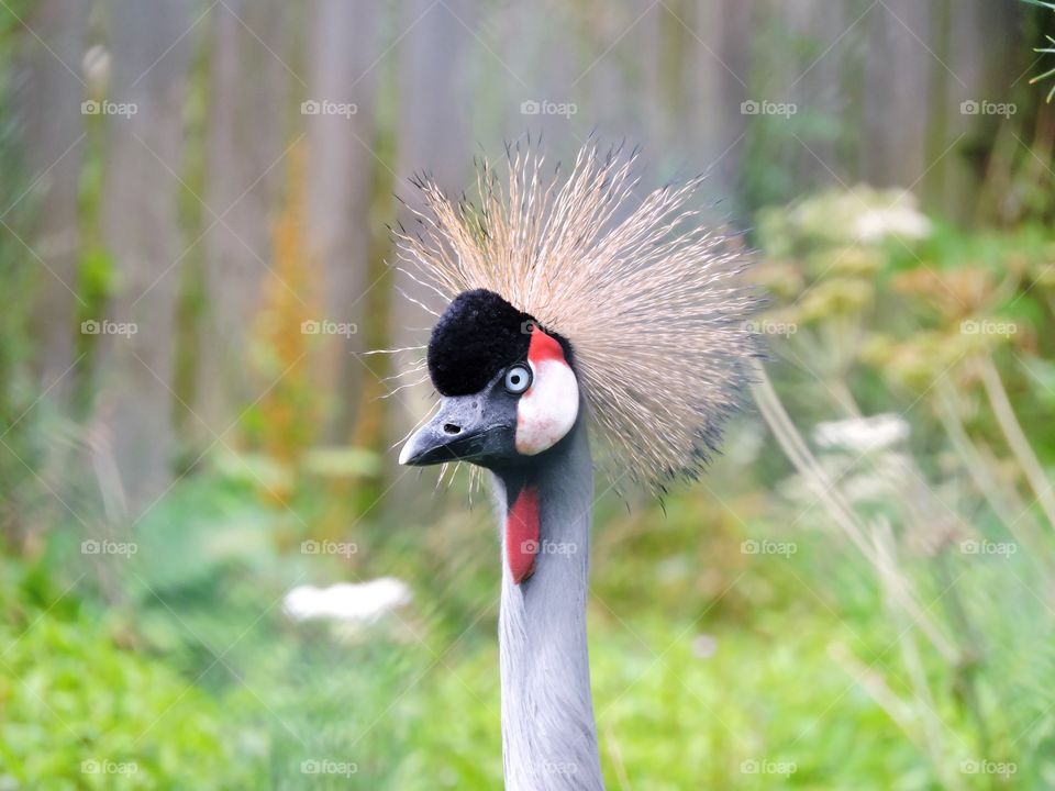 A crane bird at a zoo