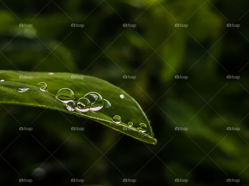 Raindrops on leaf...adorable nature..