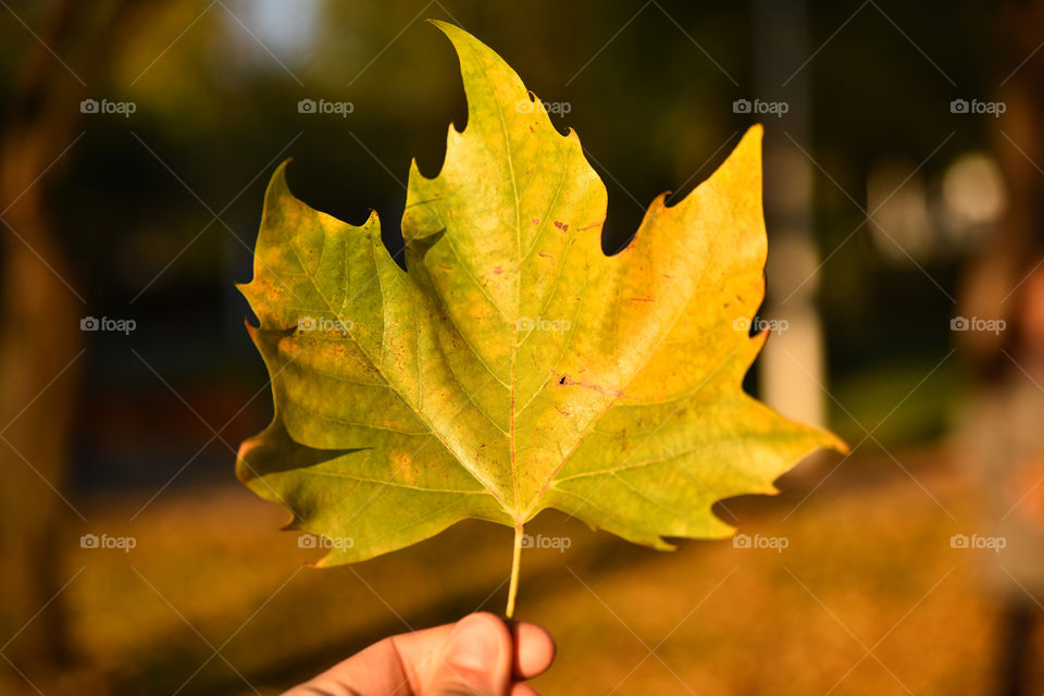 Leaf, Fall, Nature, No Person, Maple