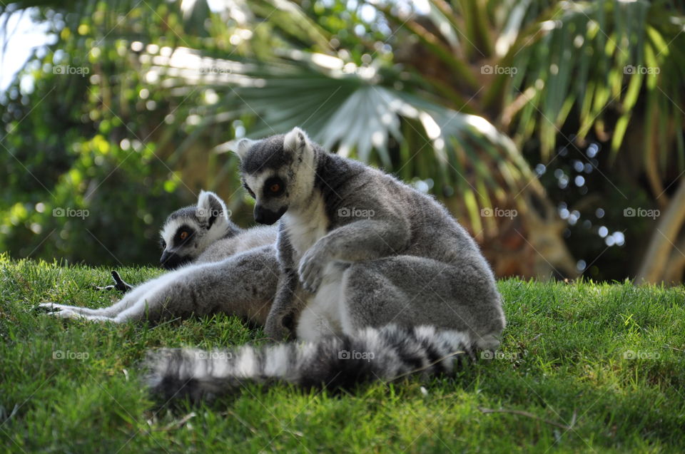 Lemurs