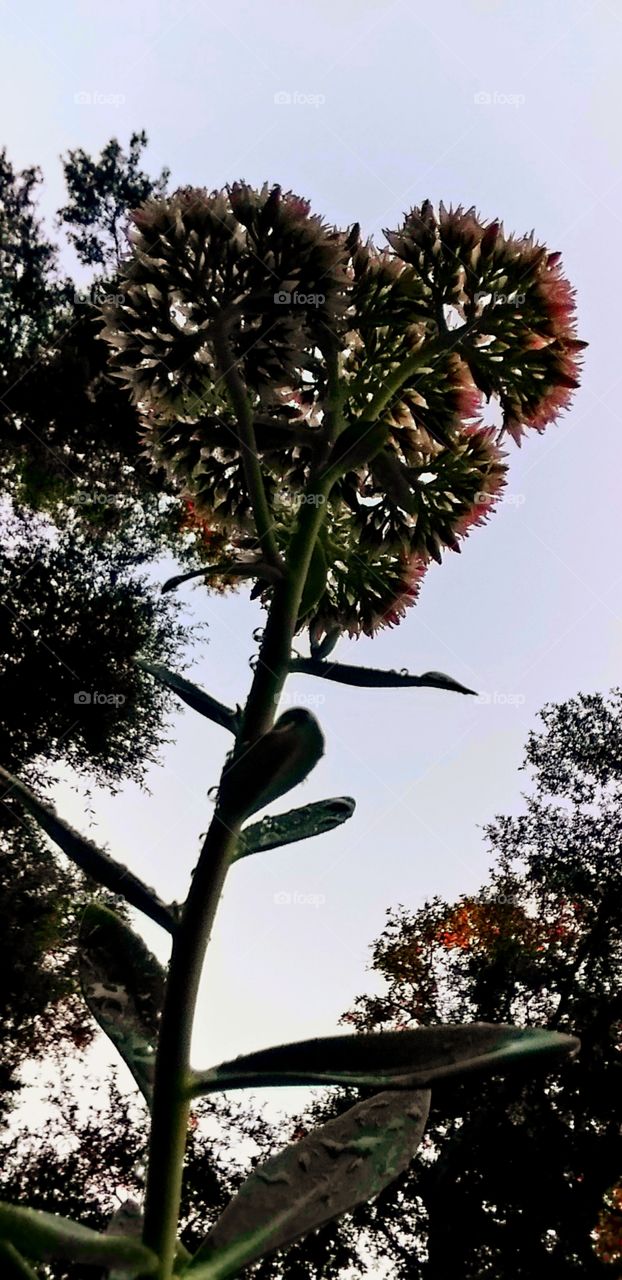 silhouette of flowers and trees against pale blue sky