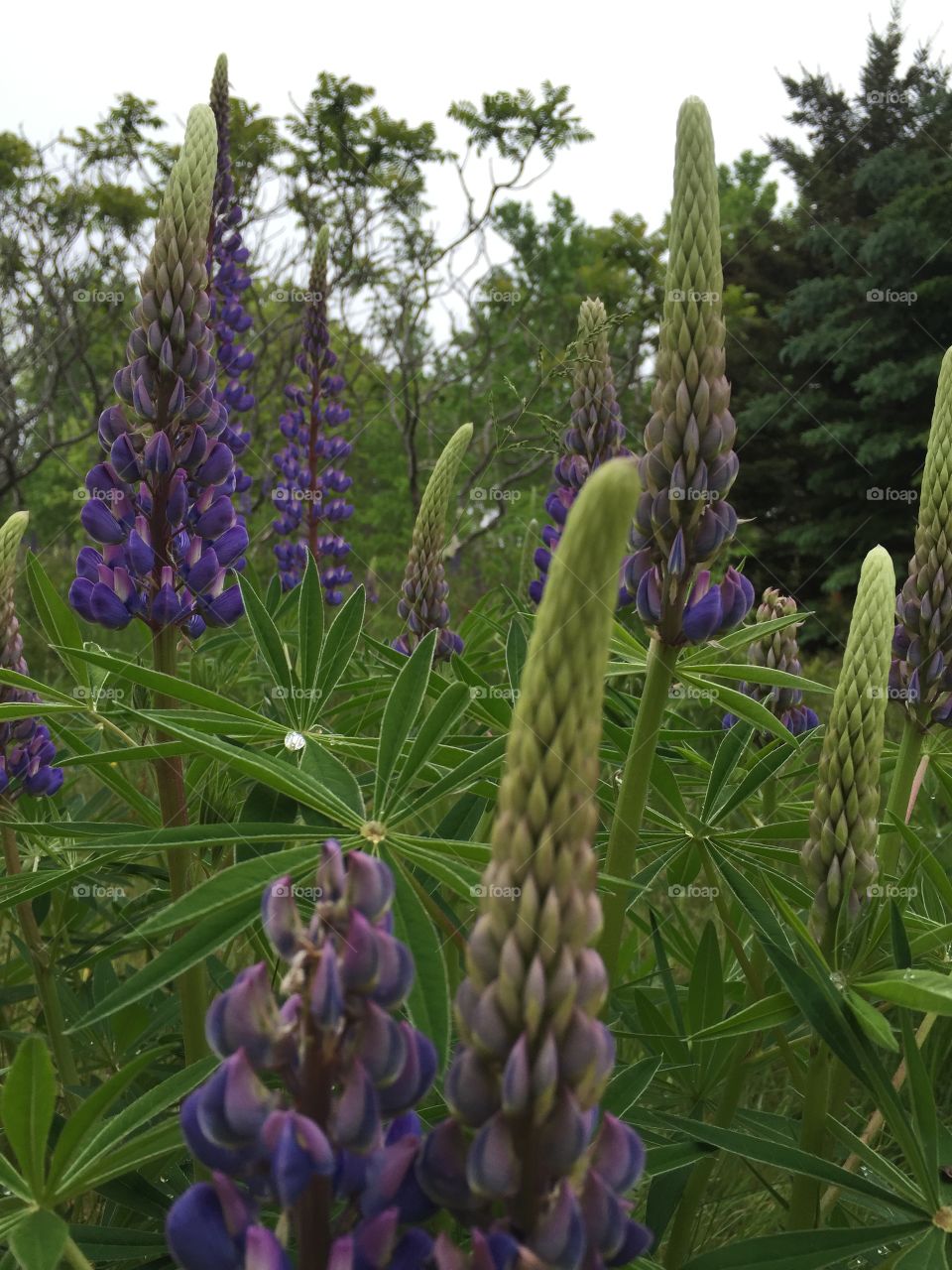 Wildflowers in bloom