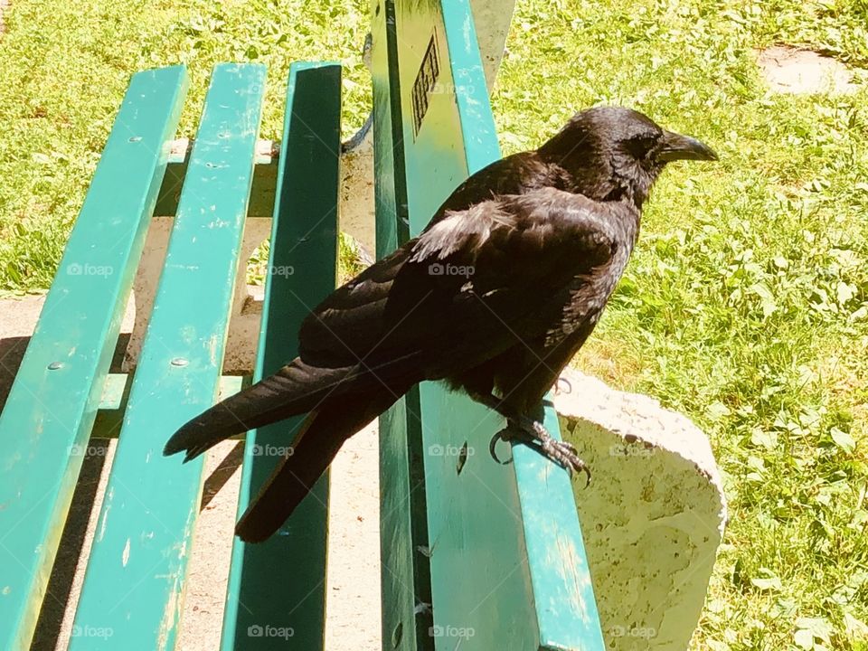 Beautiful Crow Park Bench Bird Watching 