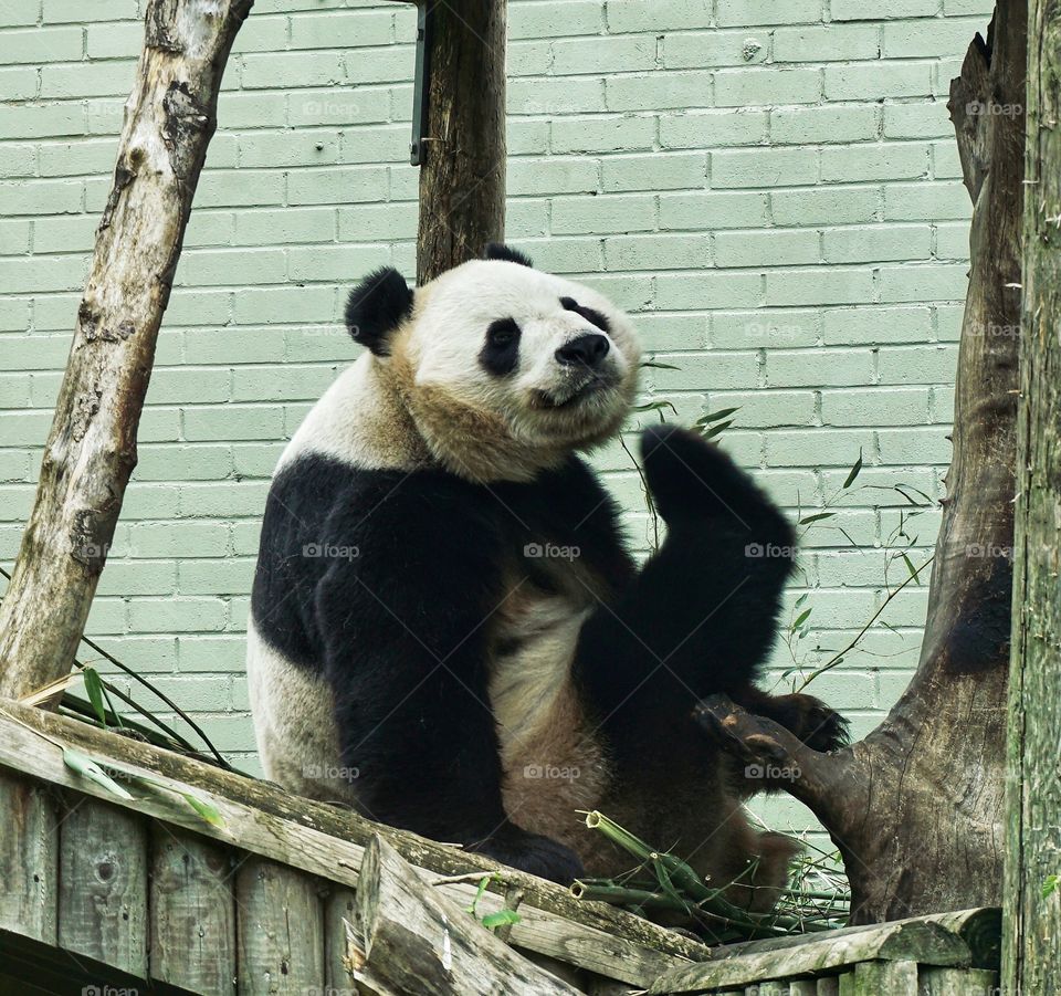 This panda made me smile … so funny … he raised his leg to tickle under his chin  😊