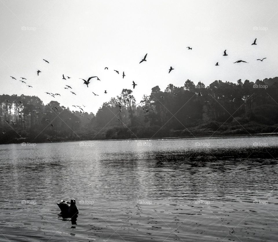 Monochrome Birds Flying Over Lake "Feathers Galore"