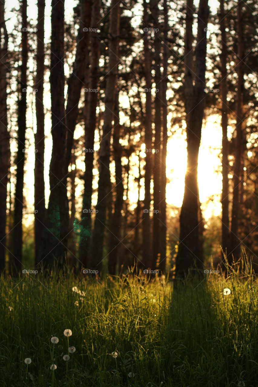 sunset in forest