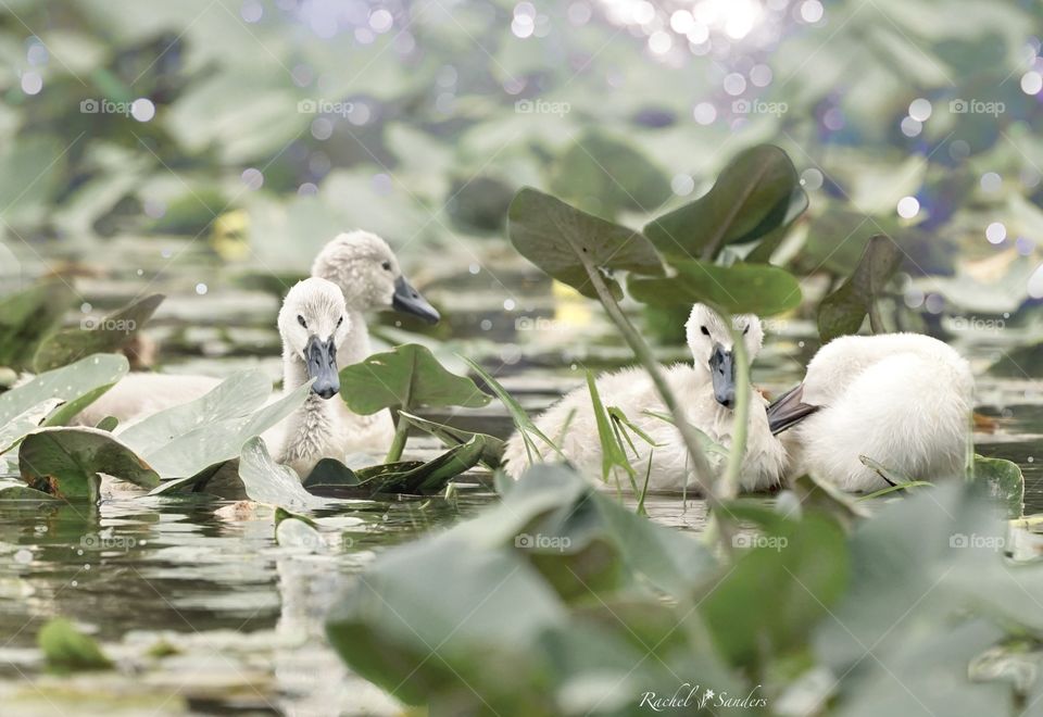 Swanlings 