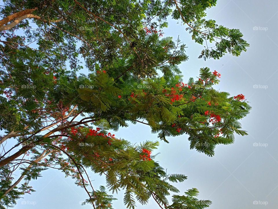 tree@flower of looking gergous of love the red flower😋of likes the wow sight it this 😎
