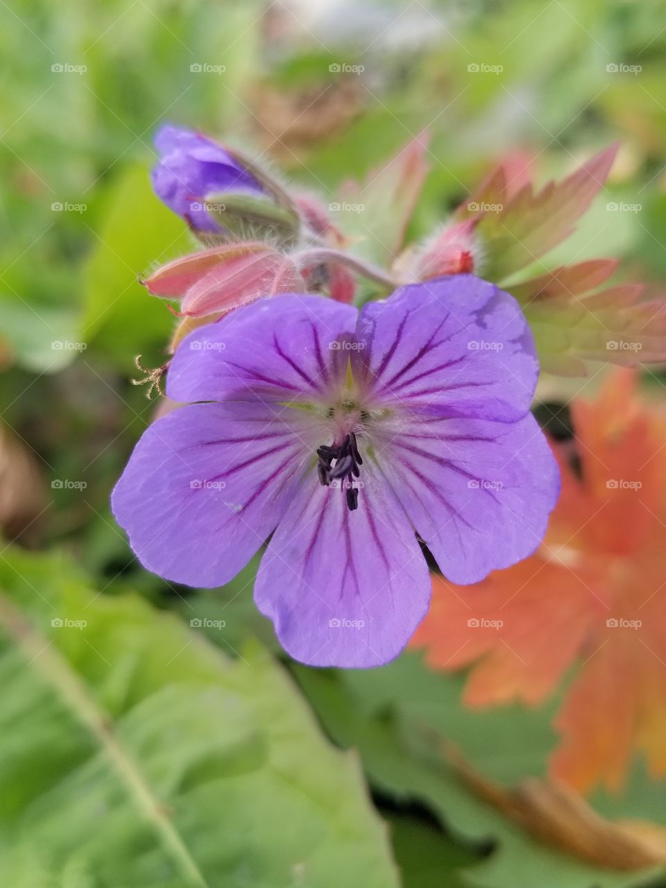 wild geranium late summer