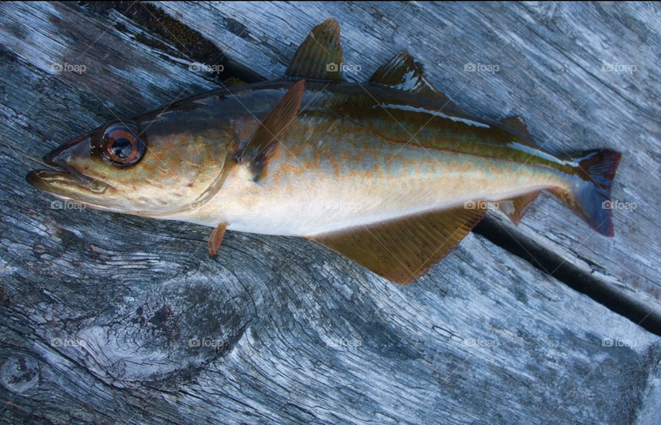 Directly above view of fish on table