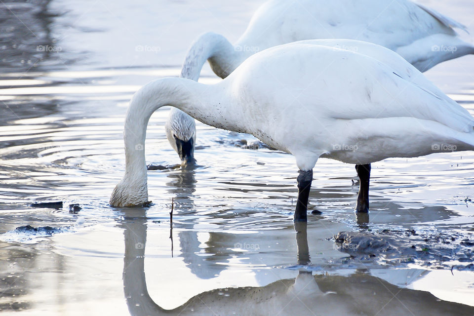 Tundra Swans