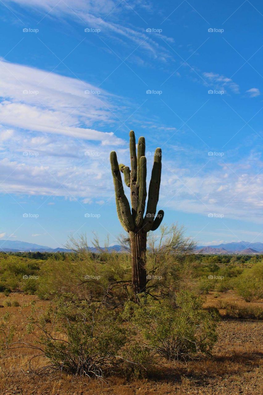 the lone cactus