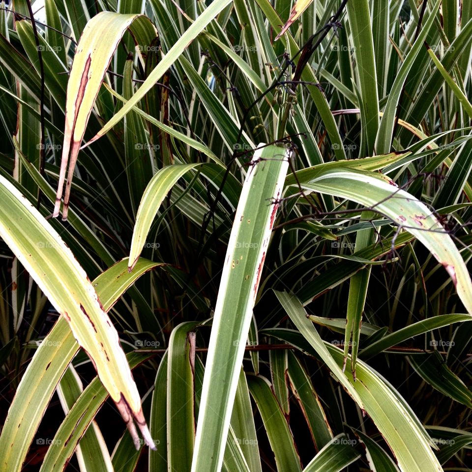 Long grass plant texture